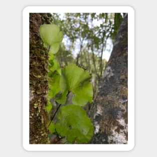 Kidney fern 1 Sticker